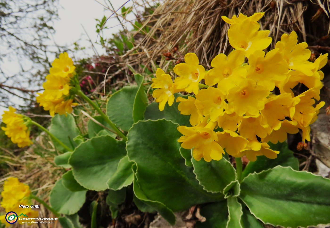 25 Primula auricula-Orecchia d'orso.JPG